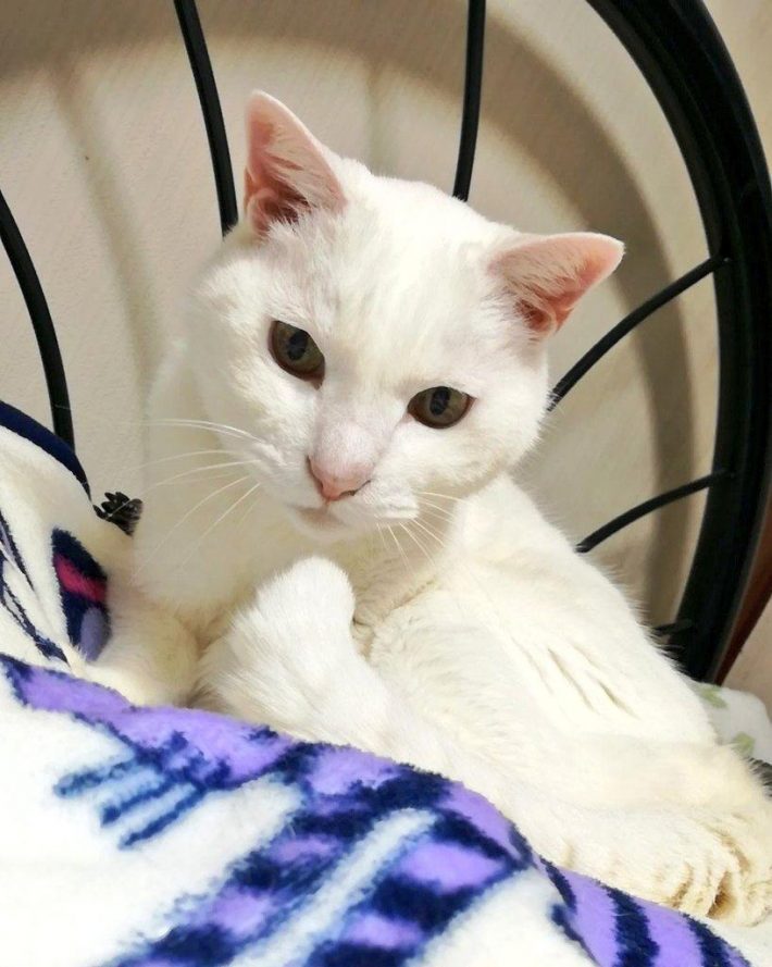 先住猫のらん丸くん