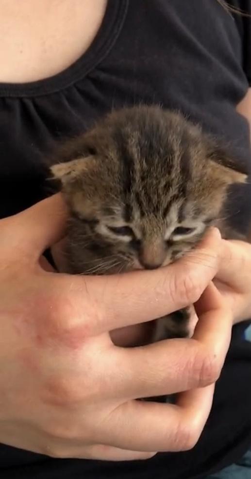 保護した日のしじみちゃん