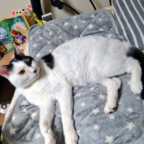 リラックスぽん太郎