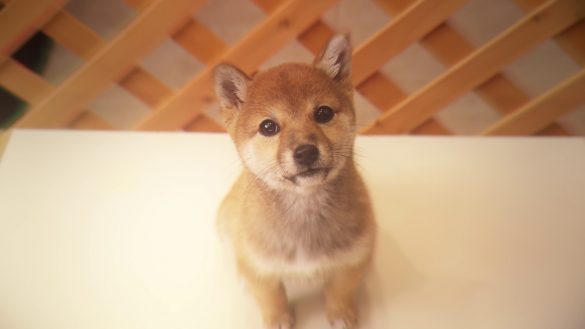 依存自体がいい悪いではない