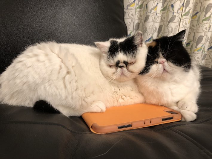 2匹とも食欲の化身