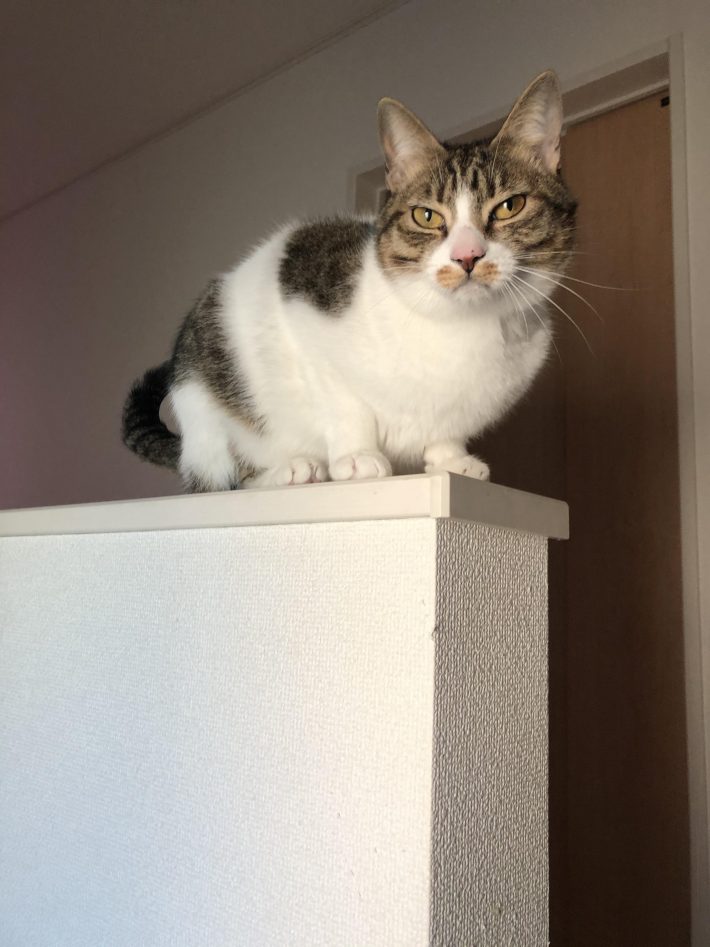 いろんなものを猫と間違えてなでた