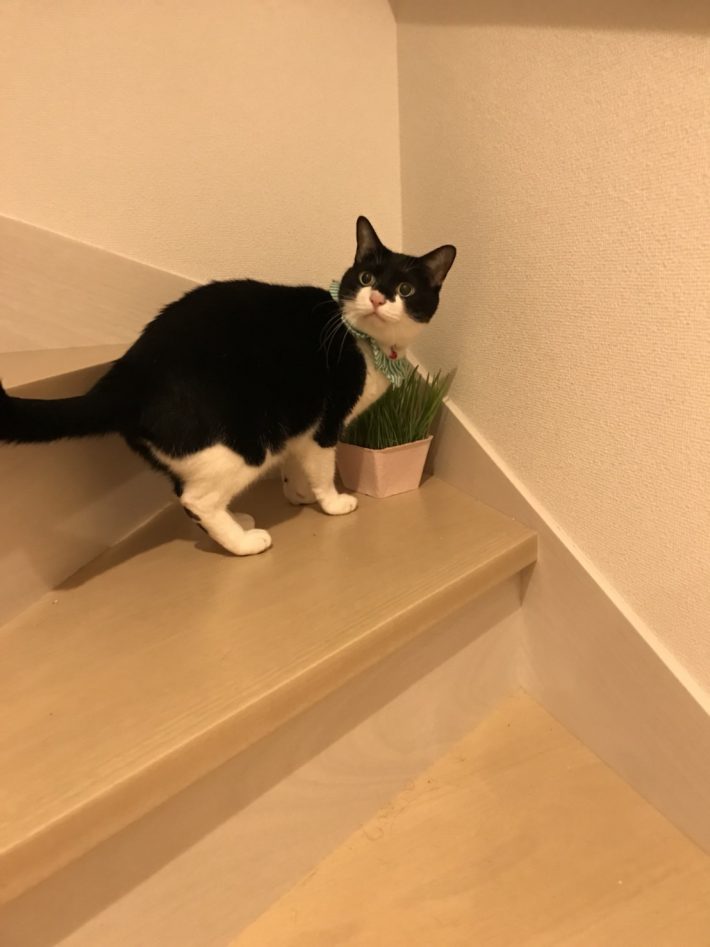 もし旦那だったら……「ウオー!ッ」