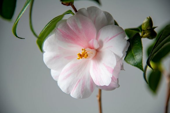 美しく咲く椿の花