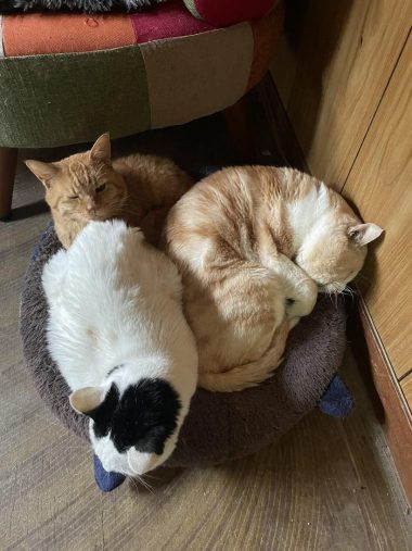 同居猫とハクくん2