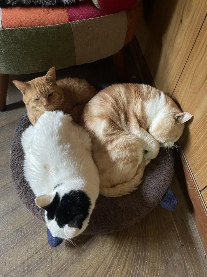 同居猫とハクくん2