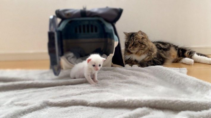 メルくんはシャーと威嚇。