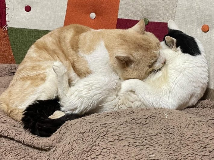 プッチくんとハクくん