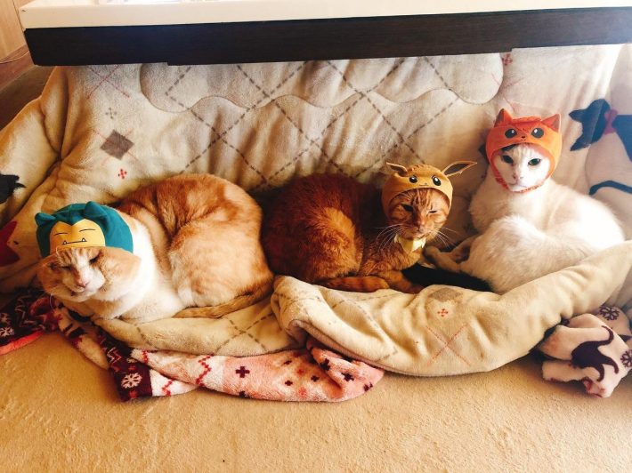 ポケモンに変身猫