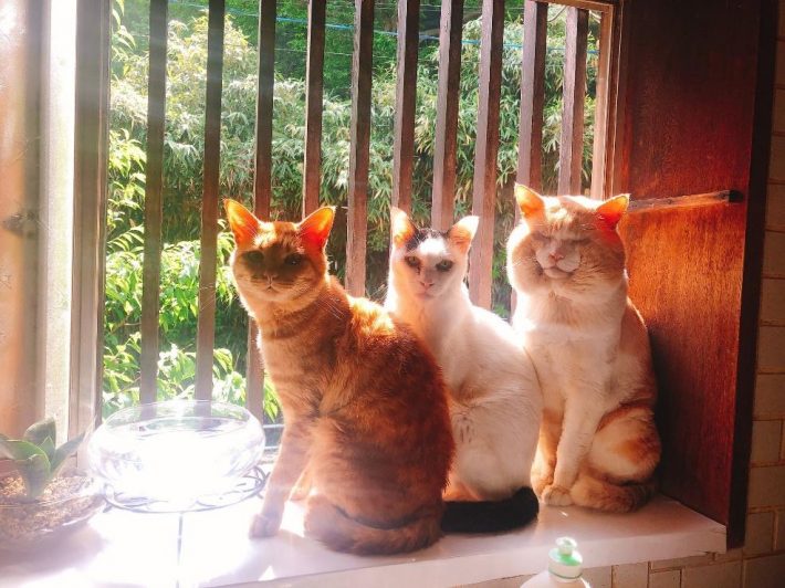 ハクくんと同居猫