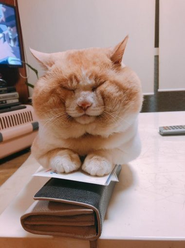 ハクくんとお財布