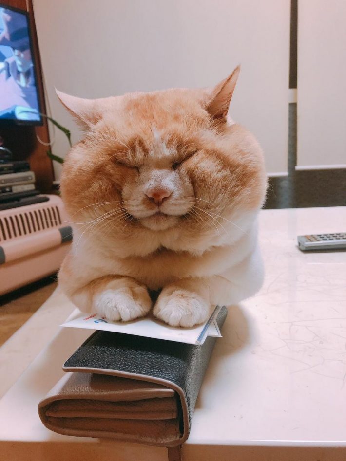 ハクくんとお財布