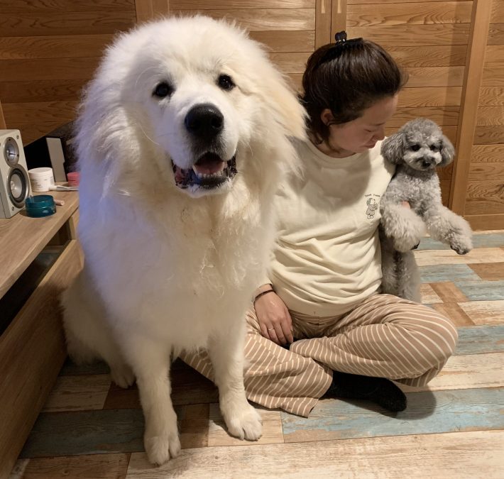 （左）シュシュ、（右）トイプードルのビビ