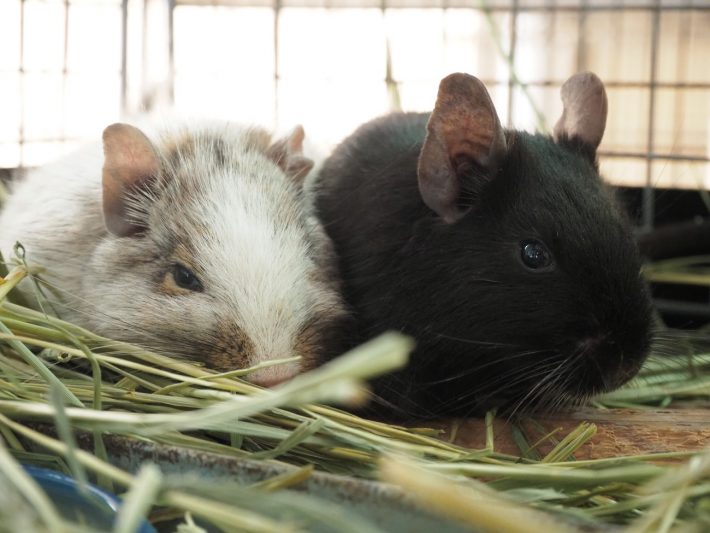 ファニーペッツ