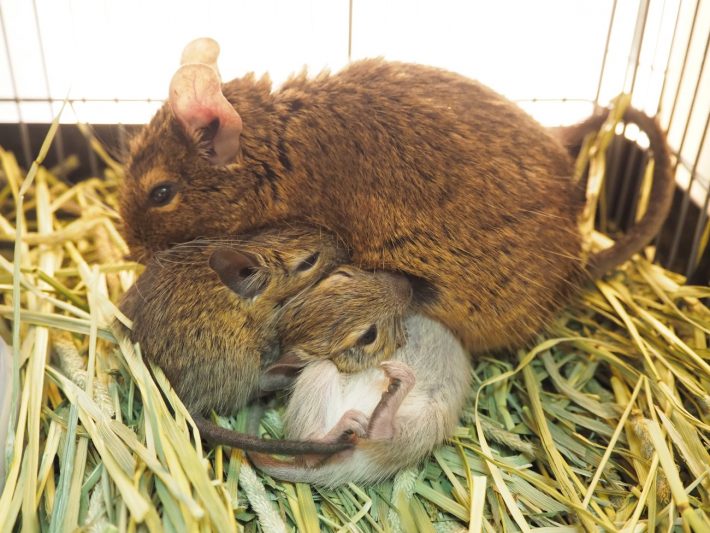 ファニーペッツ