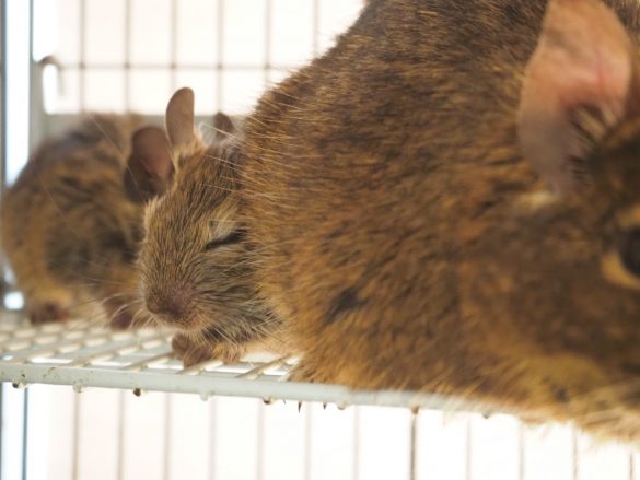 ファニーペッツ