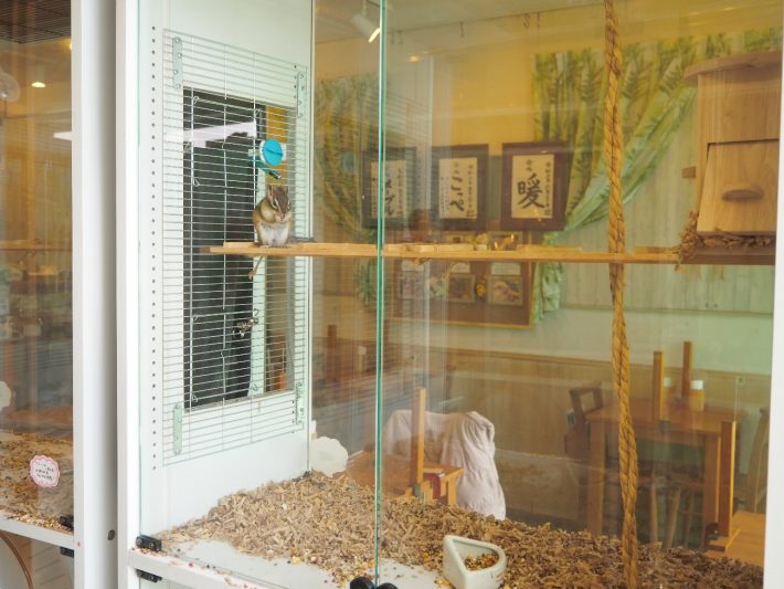 シマリスカフェ