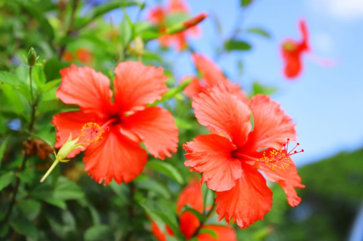 ハワイが好きだった叔父のお葬式