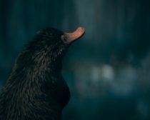 ダンブルドアの秘密