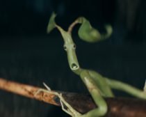 ダンブルドアの秘密