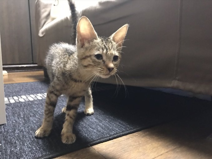 子猫時代のうづきちゃん