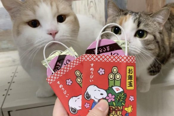 お年玉をプレゼントされる2匹