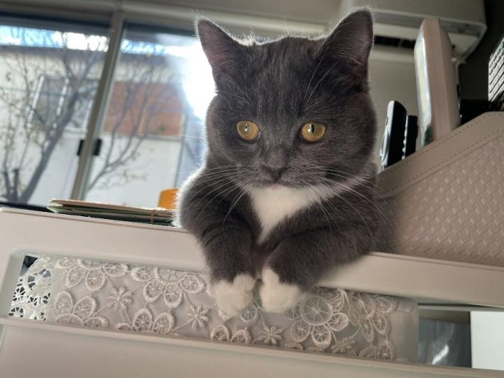 脚が短いエマちゃん