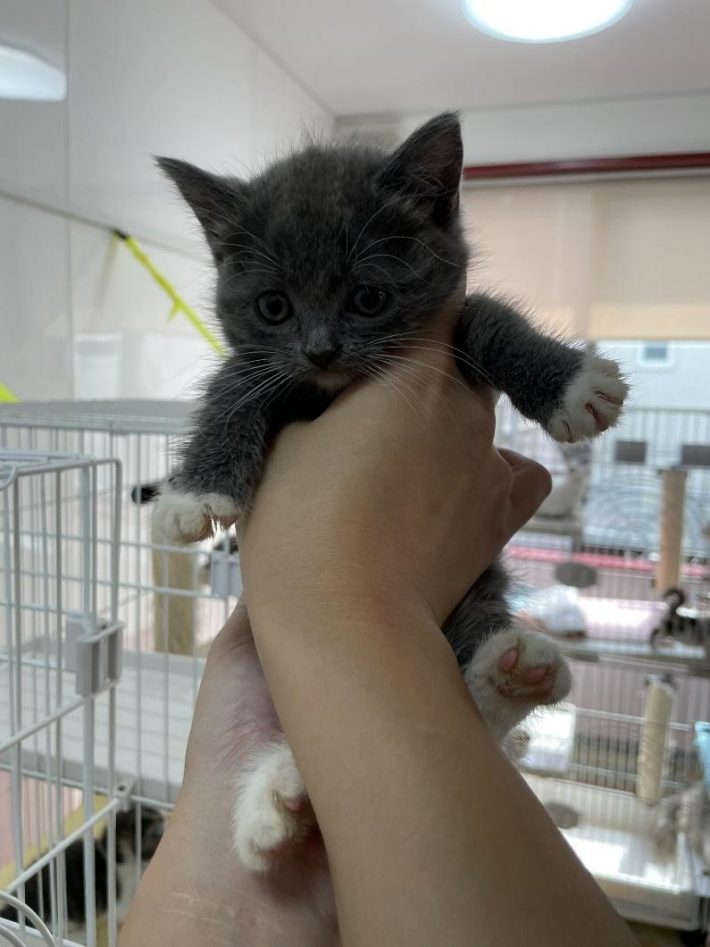 子猫時代のエマちゃん