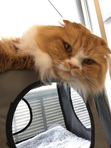 上から見つめる小太郎くん