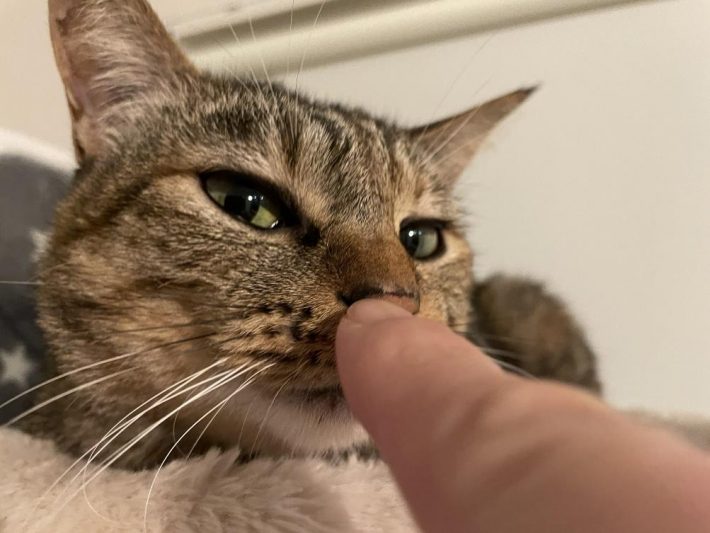 先住猫のうづきちゃん