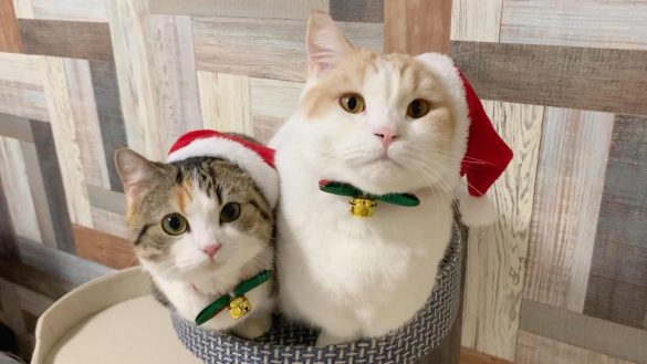 りんちゃんともちくん