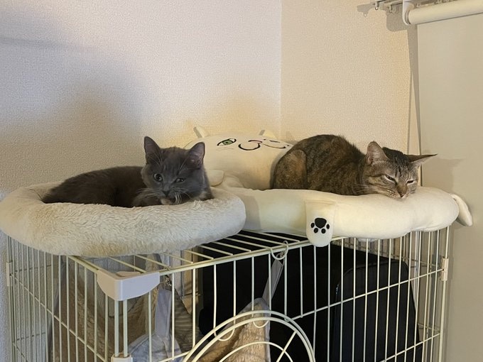 仲良くくつろぐ2匹