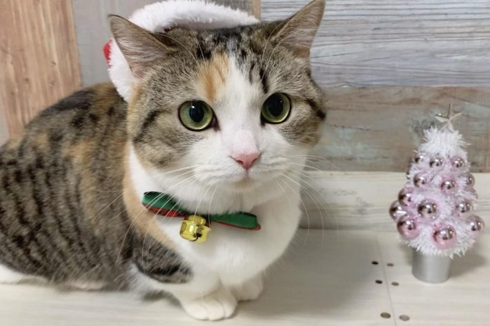 サンタ帽姿のりんちゃん