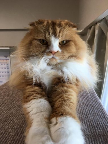 前脚を伸ばす小太郎くん