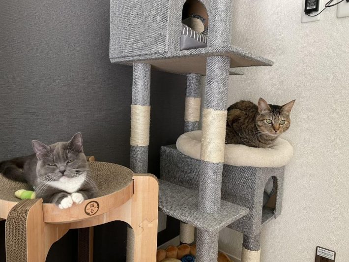 姉妹のような2匹