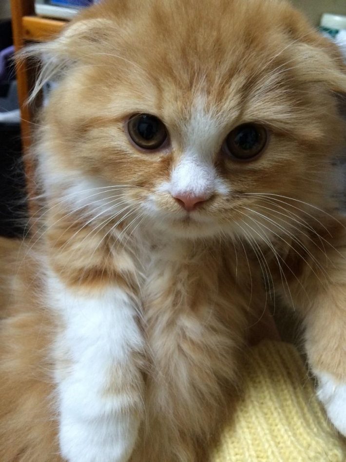 子猫時代の小太郎くん