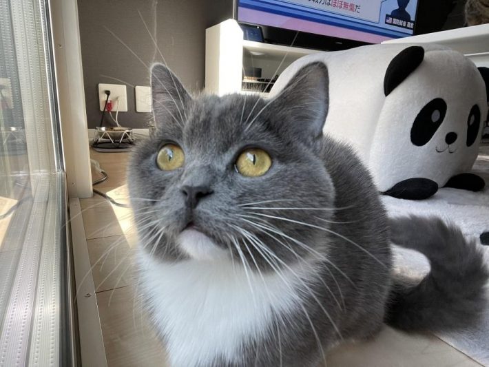 マンチカンのエマちゃん