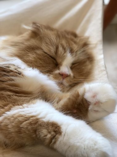 ぐっすり眠る小太郎くん