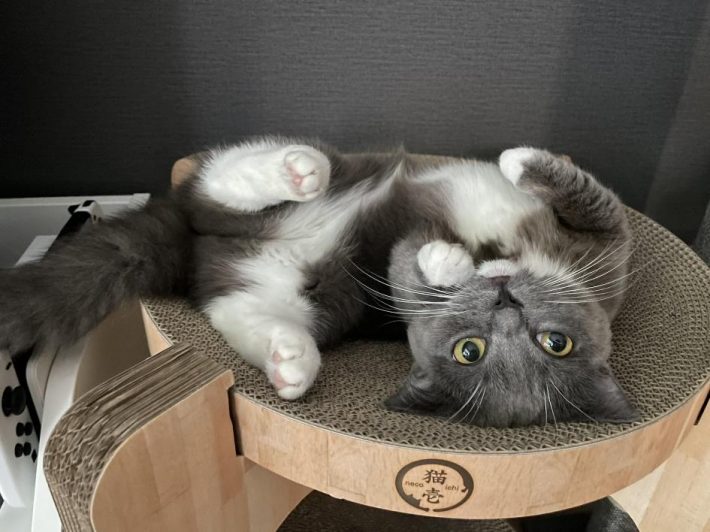 ゴロンとするエマちゃん