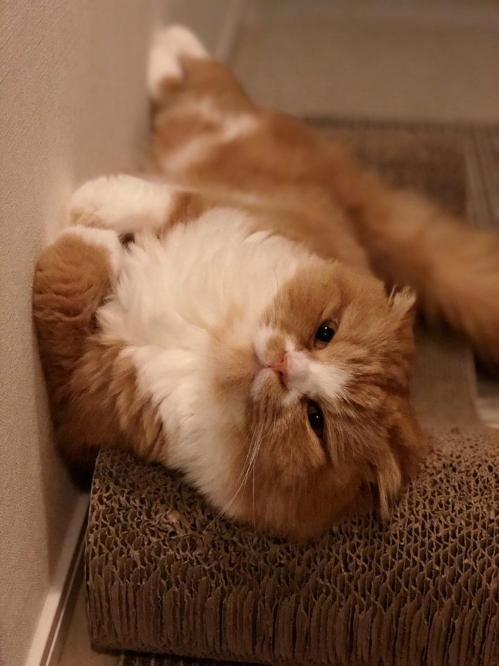 ゴロゴロする小太郎くん