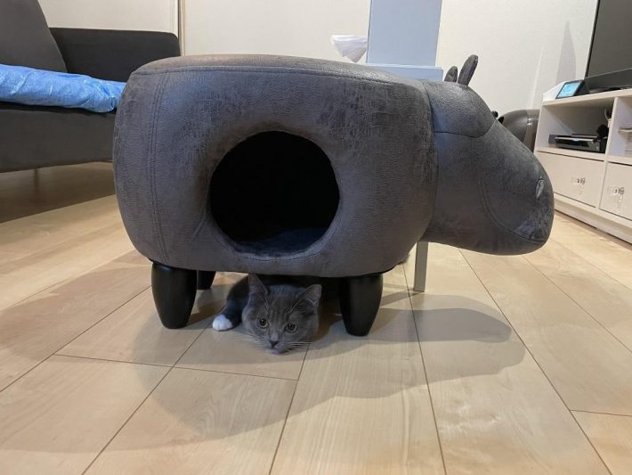 アニマル型ペットハウスの使い方は独創的