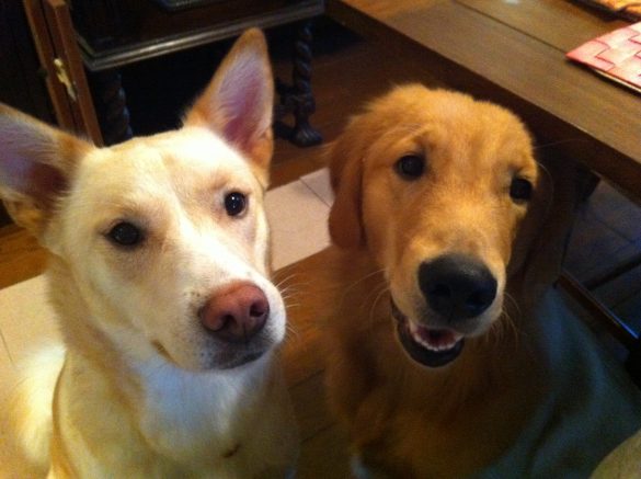 山田さんの家のハルとナツ。どちらも保護犬でした。