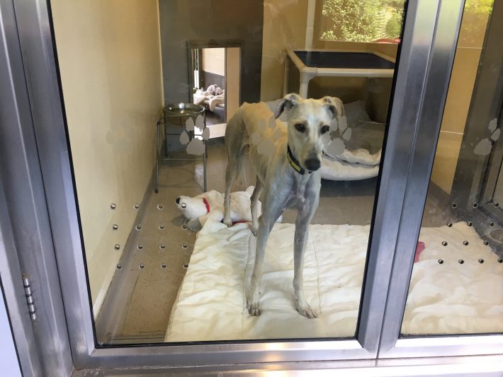 イギリスの保護された犬