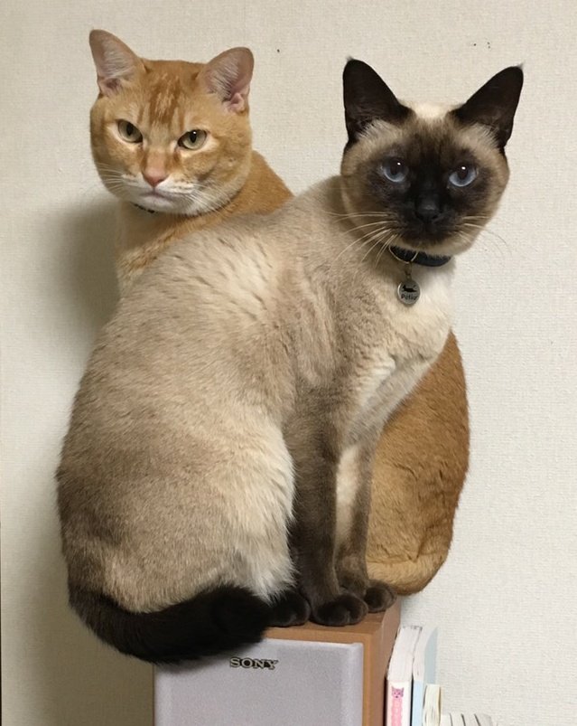 制作のきっかけは2匹の保護猫との出会い