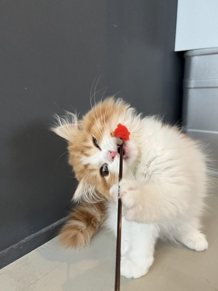 普段から元気いっぱいで好奇心旺盛だという、ノワくん