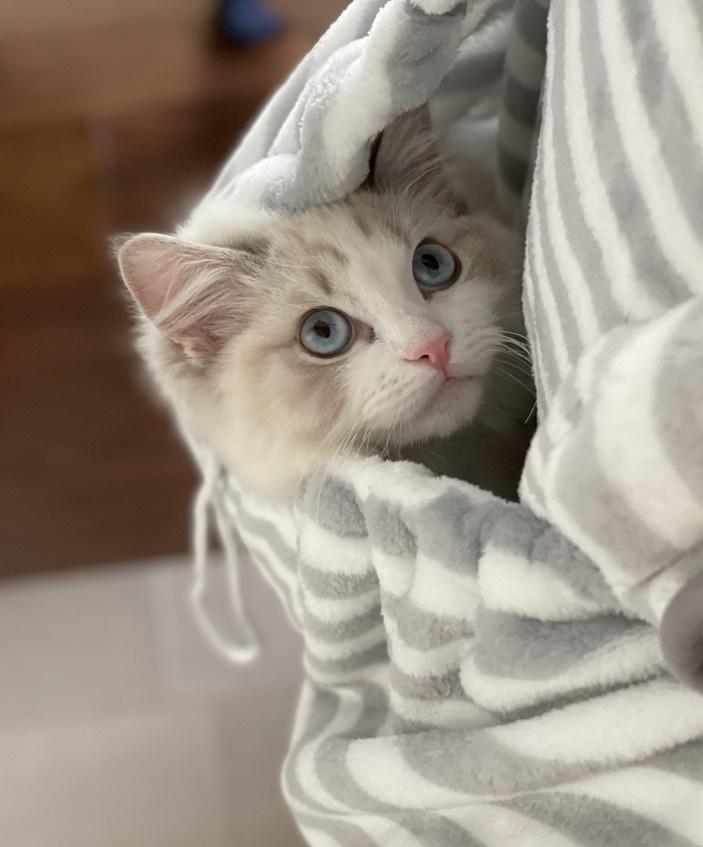 抱っこエプロンに入るのが大好きな甘えん坊男子