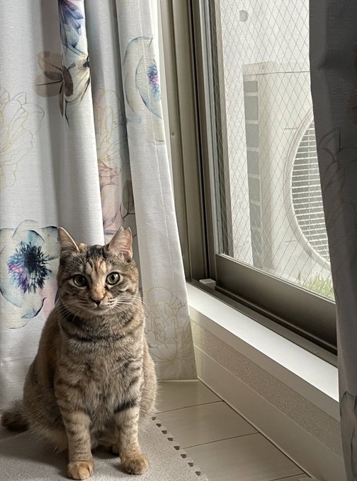 おすわりキキちゃん