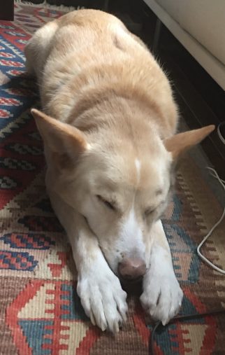 山田さんの家のナツ