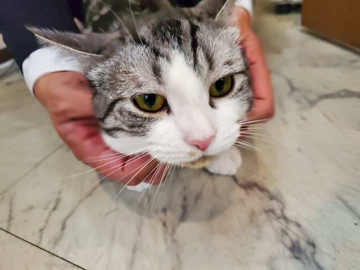 ほっぺたもちもちのハルちゃん