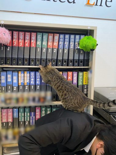 必要な資料を探してあげるニャ!